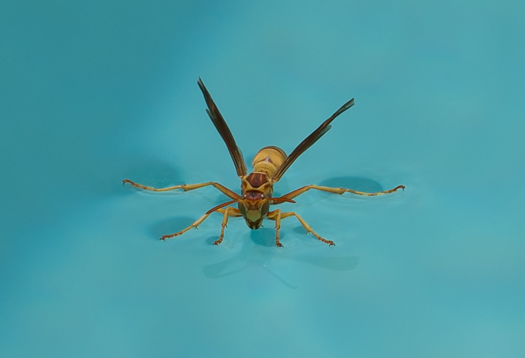 Golden Paper Wasp, female Polistes aurifer, Water Collection SP-W-03