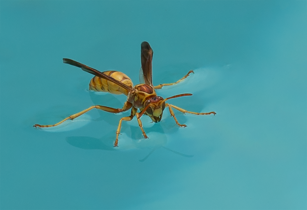 female Polistes aurifer water collection