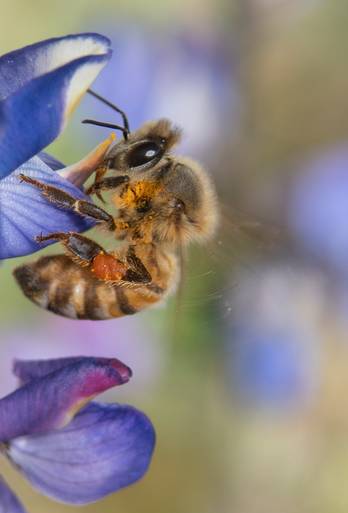 honey bee lupine flower