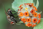 Flesh Fly, Woolly Butterfly Bee Bush SP-F