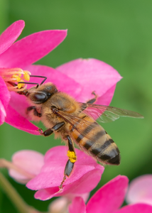Honey Bee (Apis mellifera), Queen's Wreath SP-HB