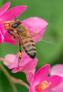 Honey Bee, Queen's Wreath v-112