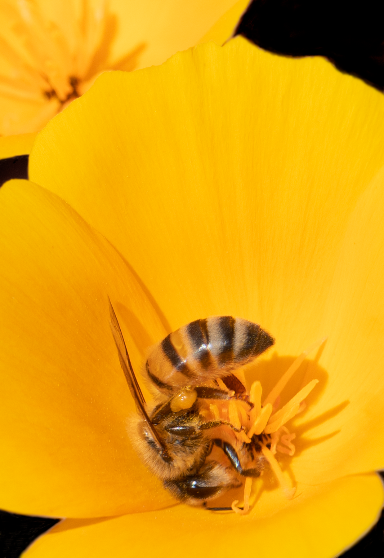 honey bee mexican gold poppy flower