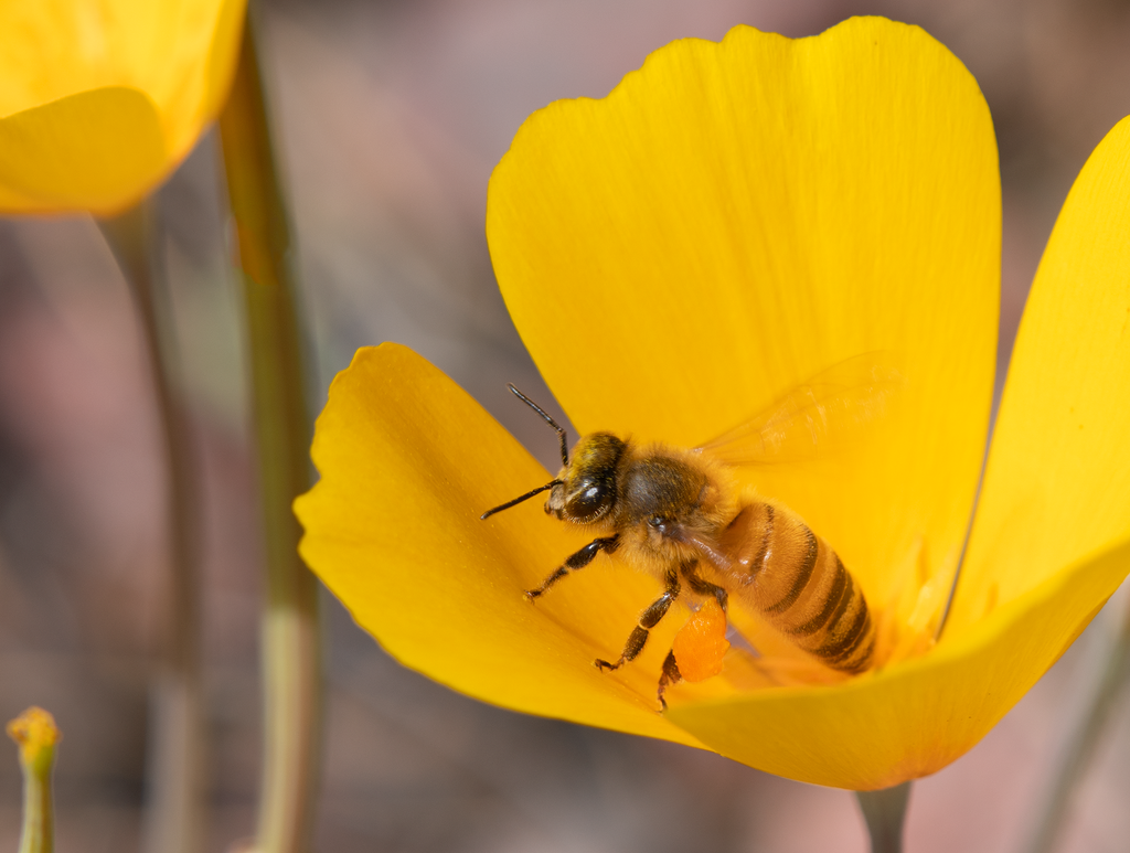 honey bee mexican gold poppy flower