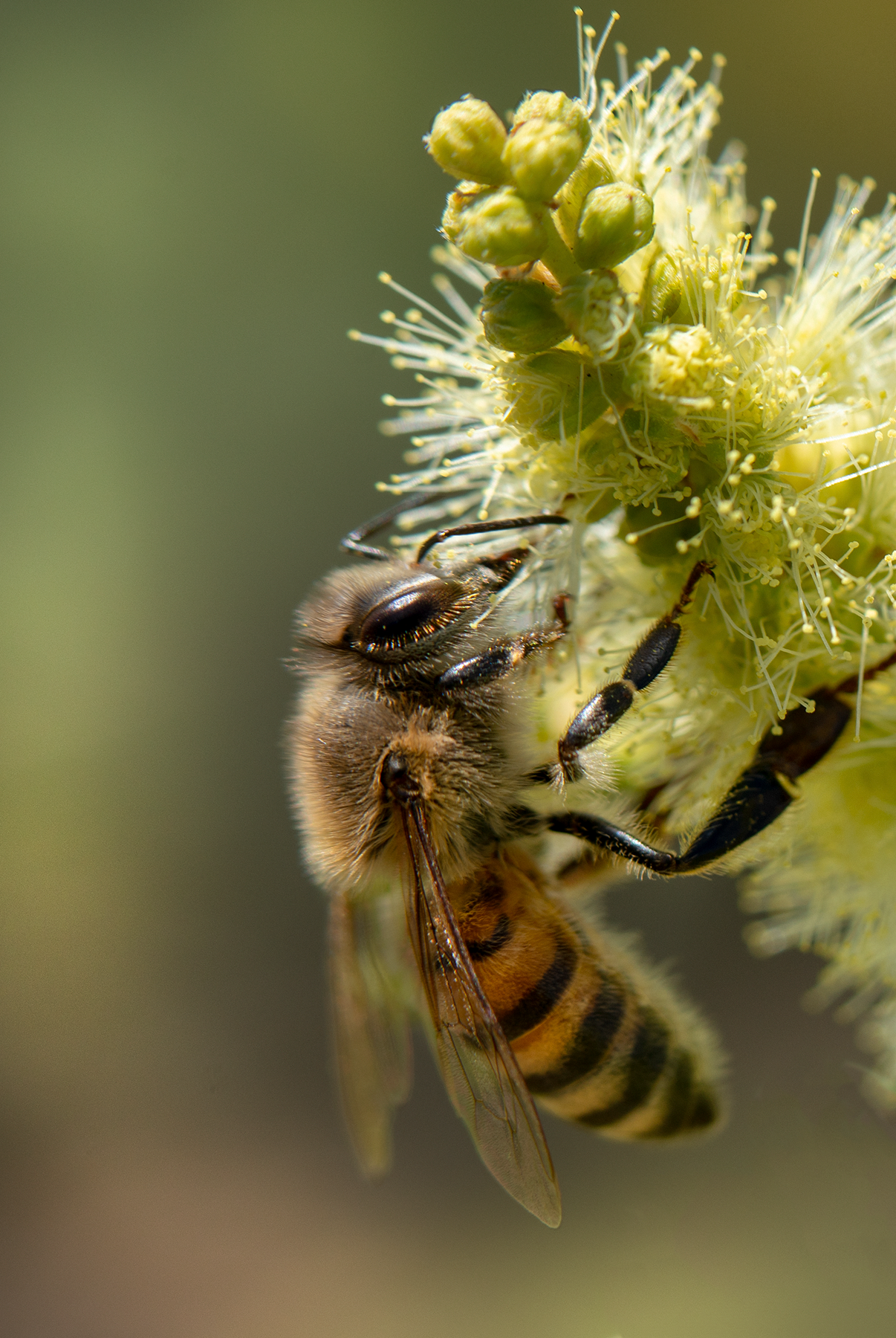 honey bee catclaw acacia flower