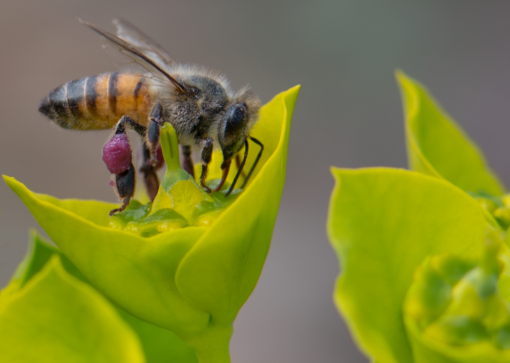 honey bee silver spurge gopher plant flower