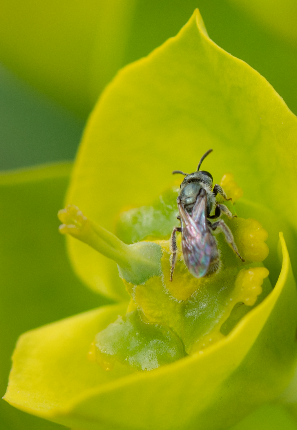 sweat bee silver spurge gopher plant flower