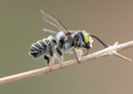 Leaf Cutter Bee (male Megachile), Bee Brush h-101