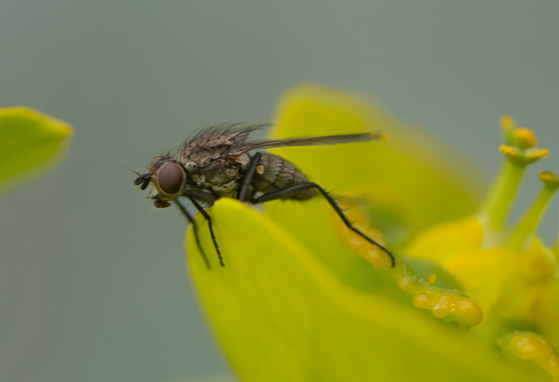 fly, silver spurge, gopher plant flower