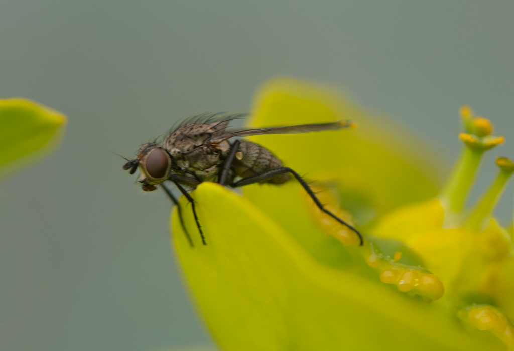 fly, silver spurge, gopher plant flower