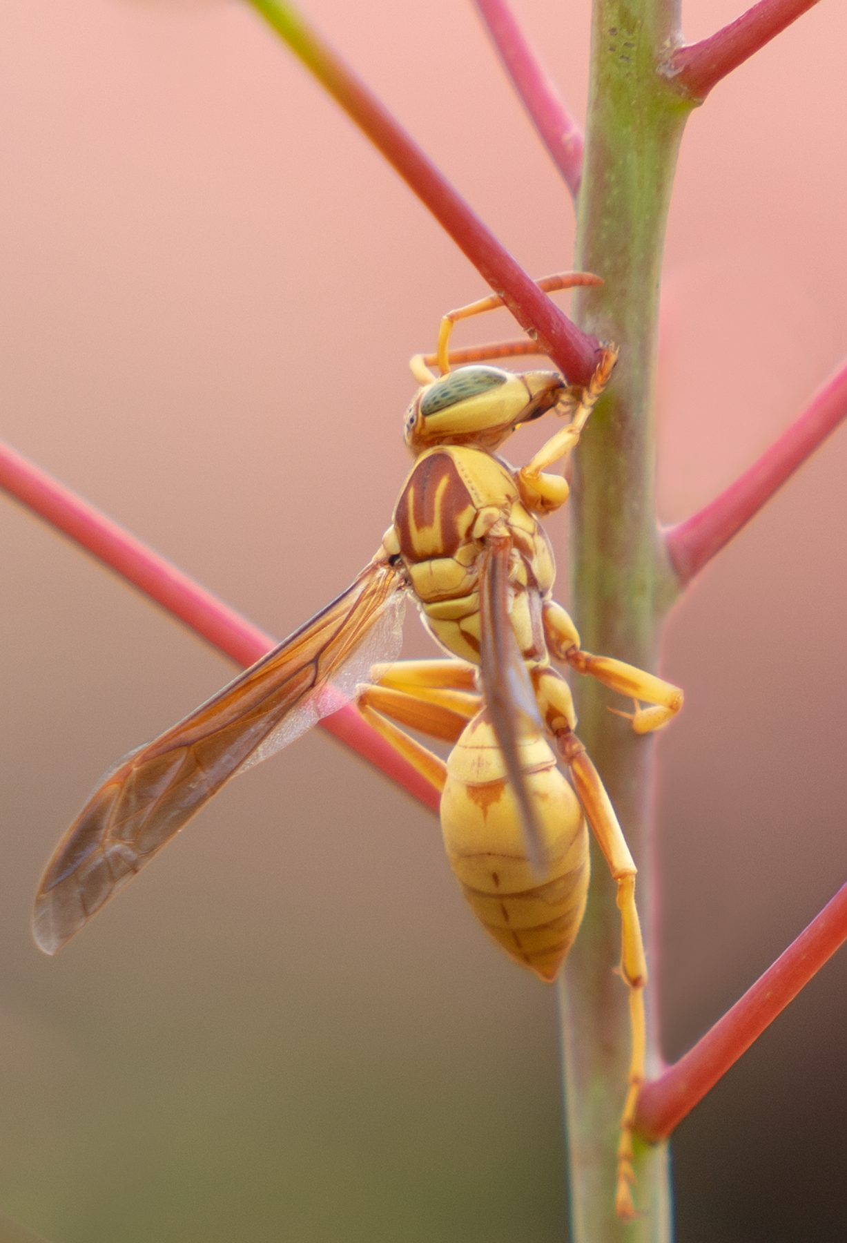 Golden Paper Wasp, female Polistes aurifer, Red Bird of Paradise SP-W