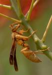 golden paper wasp red bird of paradise polistes flavus