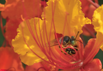 Sand Wasp, Bembix, Red Bird of Paradise SP-W