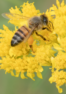 Honey Bee, Thimblehead SP-HB