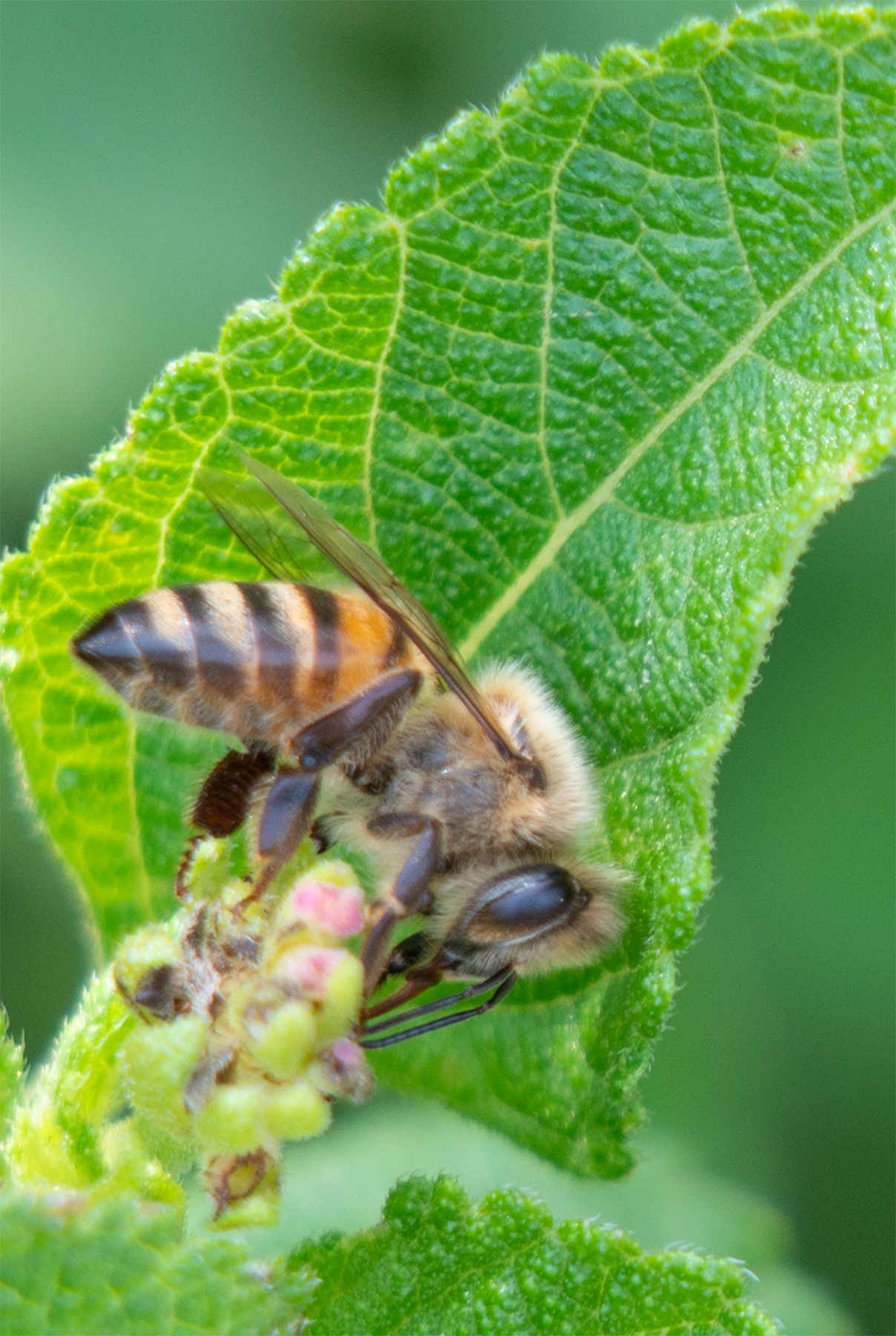 honey bee lantana 