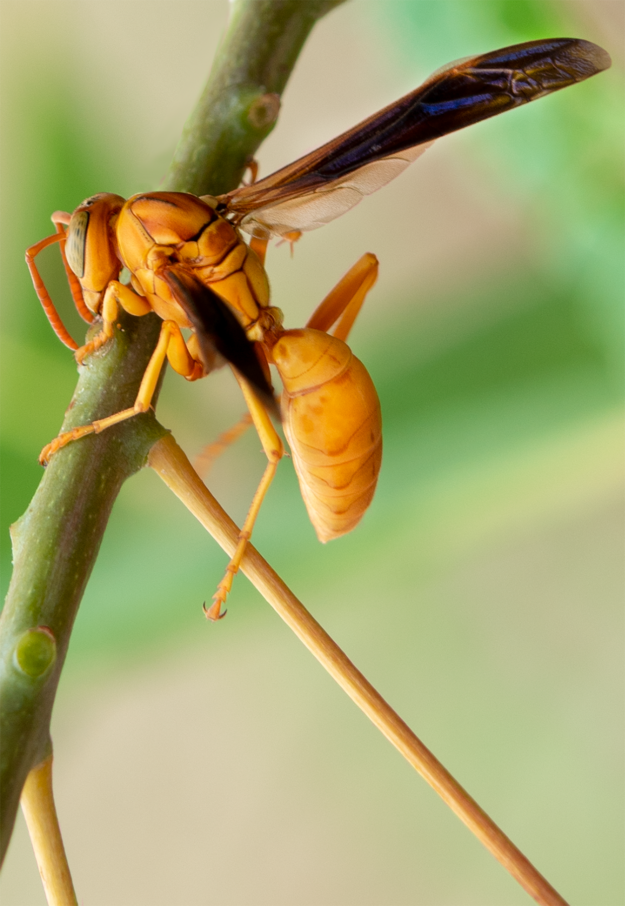 golden paper wasp polistes flavus red bird of paradise