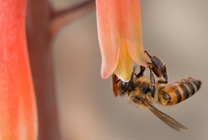 honey bee aloe flower