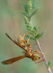 golden paper wasp bee bush 