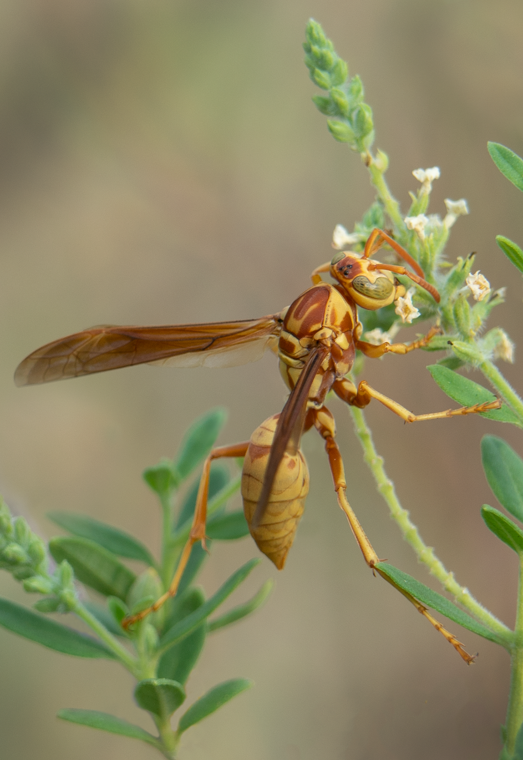 golden paper wasp bee bush flower