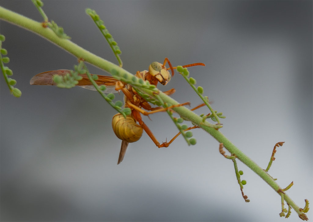 Golden Paper Wasp Palo Verde tree