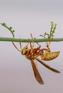 golden paper wasp female polistes aurifer palo verde tree
