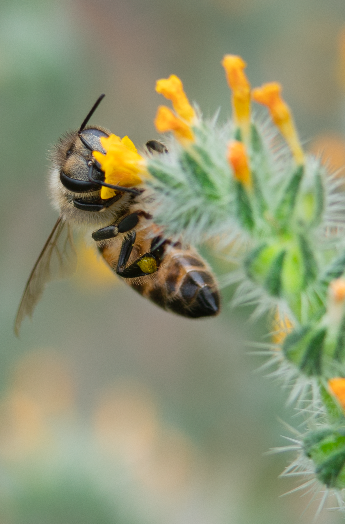Honey Bee, Fiddlehead SP-HB