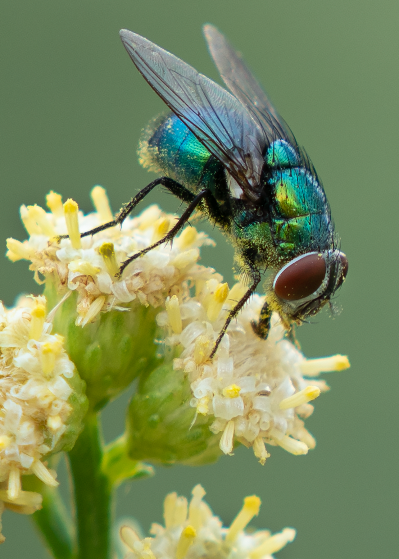 Green Bottle Fly, Desert Broom SP-F