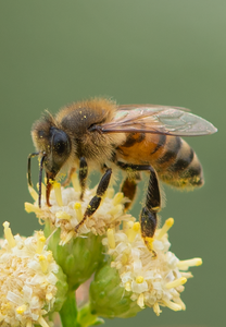 Honey Bee (Apis mellifera), Desert Broom SP-HB