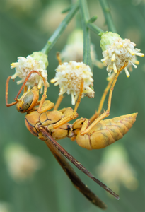 Golden Paper Wasp (male Polistes flavus), Desert Broom SP-W