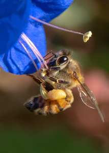 honey bee desertbell flower