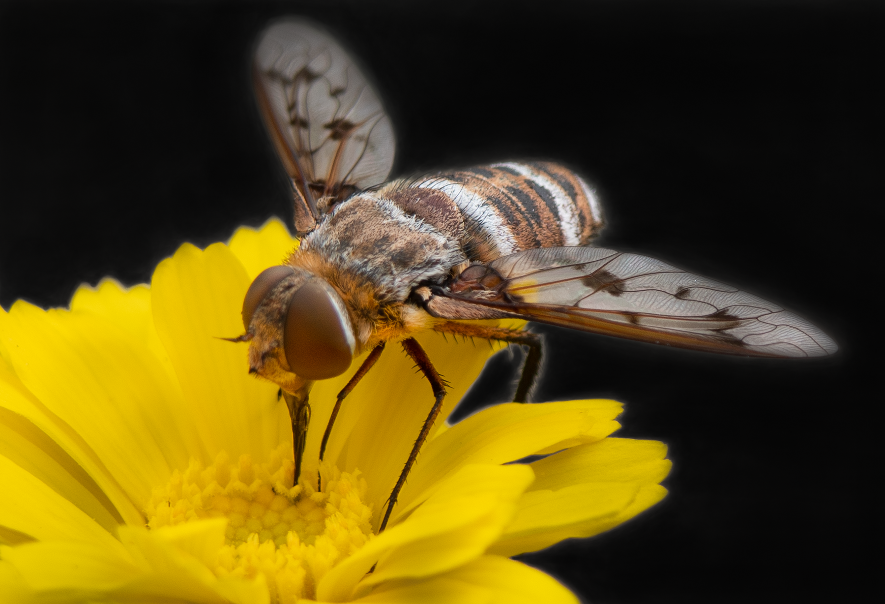 bee fly desert marigold pollinator