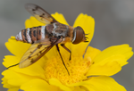 Bee Fly, Desert Marigold h-122