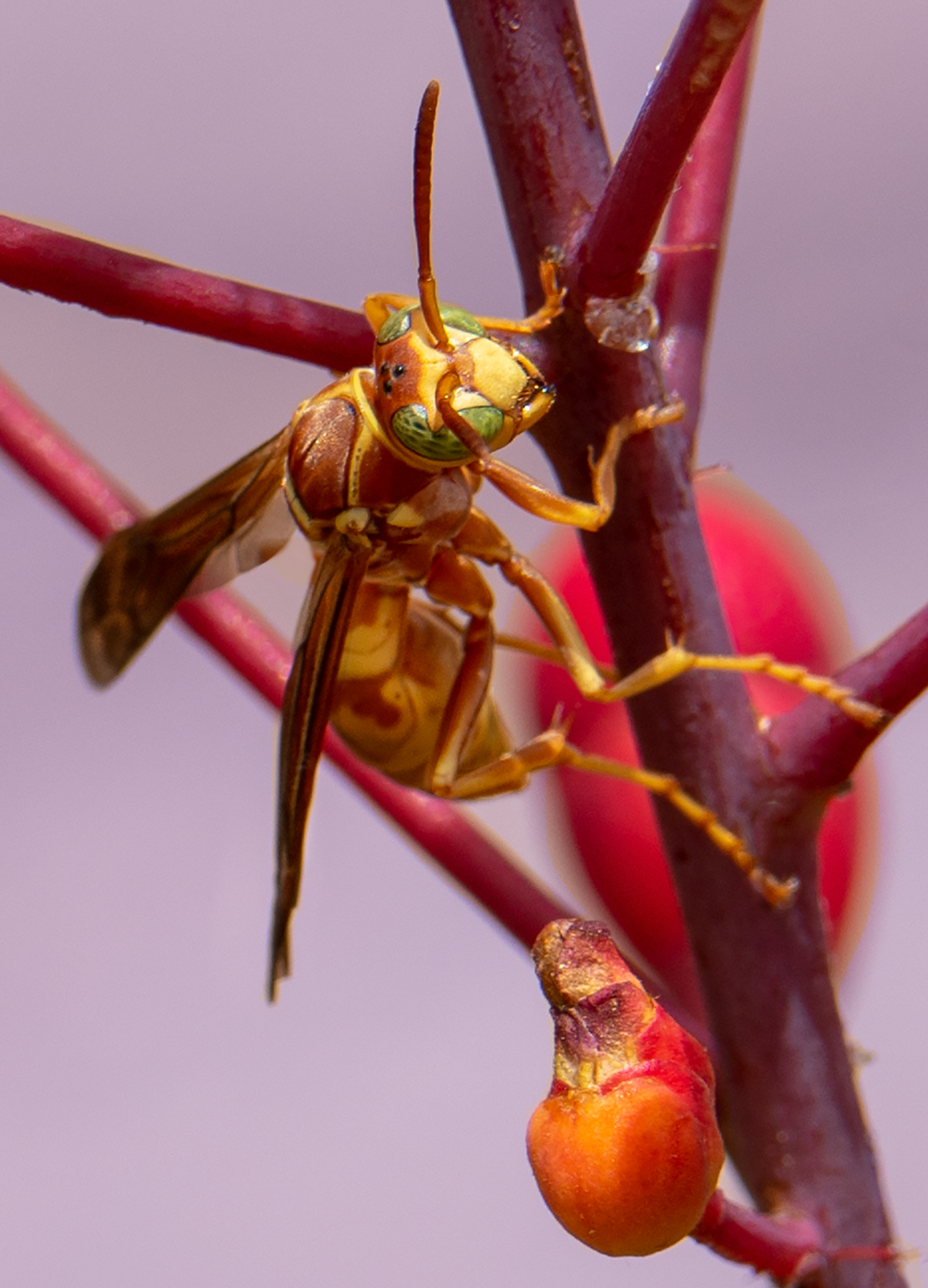 golden paper wasp red bird of paradise