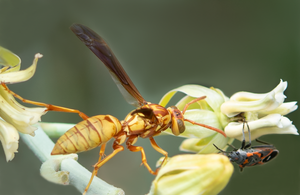 Golden Paper Wasp (Polistes aurifer) & Milkweed Bug, Desert Milkweed SP-W