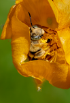 digger bee globe mallow flower