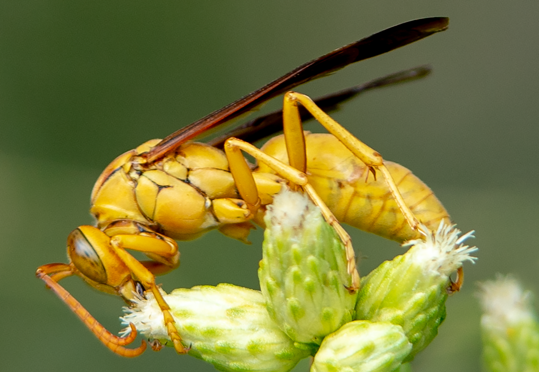 Golden Paper Wasp (male Polistes flavus), Desert Broom SP-W