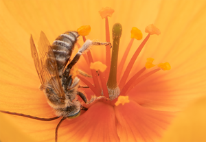 Long Horned Bee (male Melissodes), Arizona Poppy SP-NB