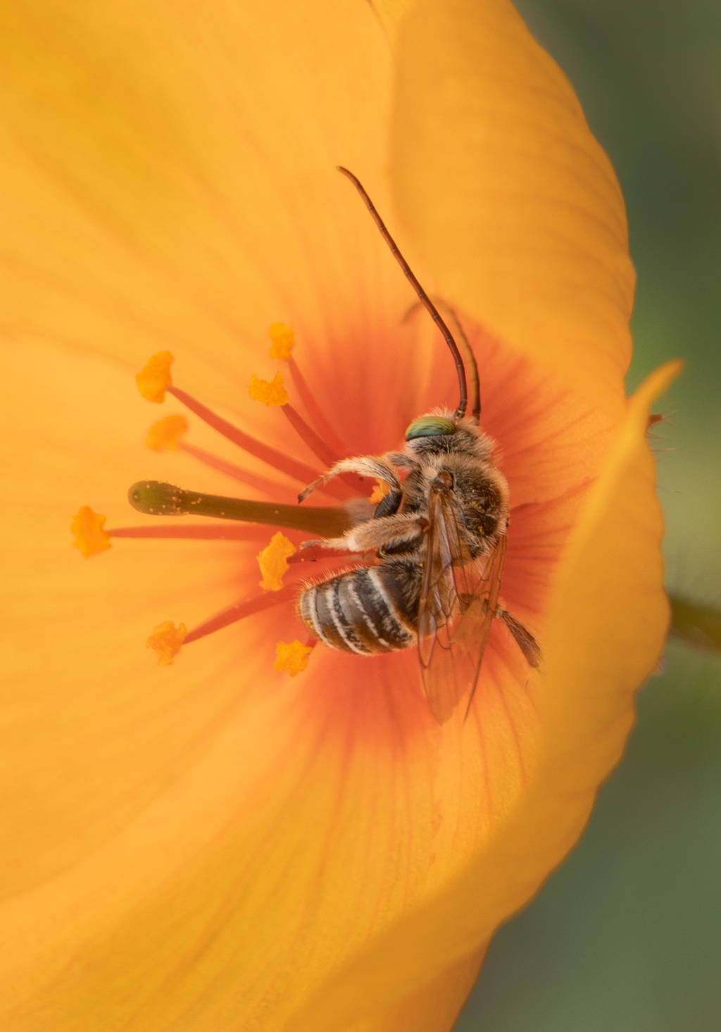 long horned bee arizona poppy male native bee melissodes