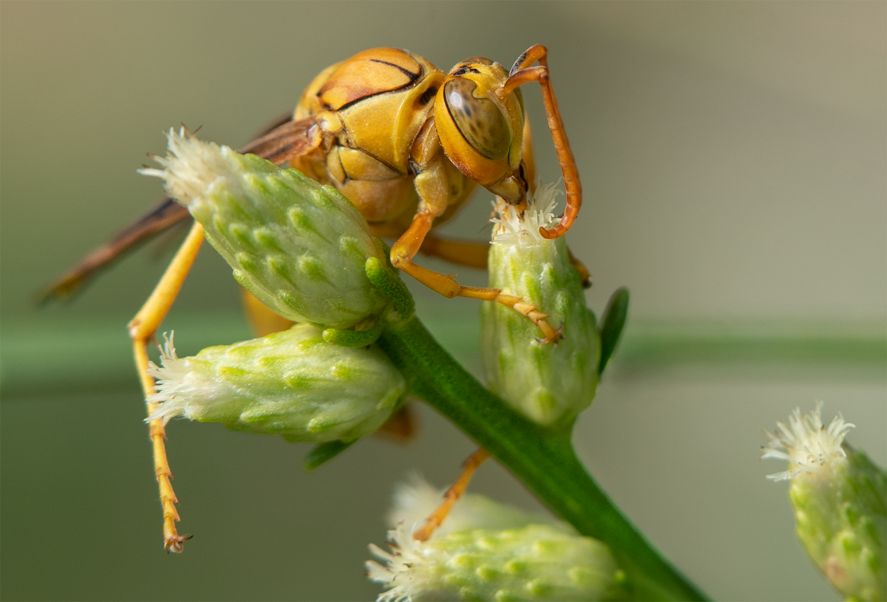 Golden Paper Wasp, Desert Broom h-126