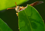 golden paper wasp orange tree