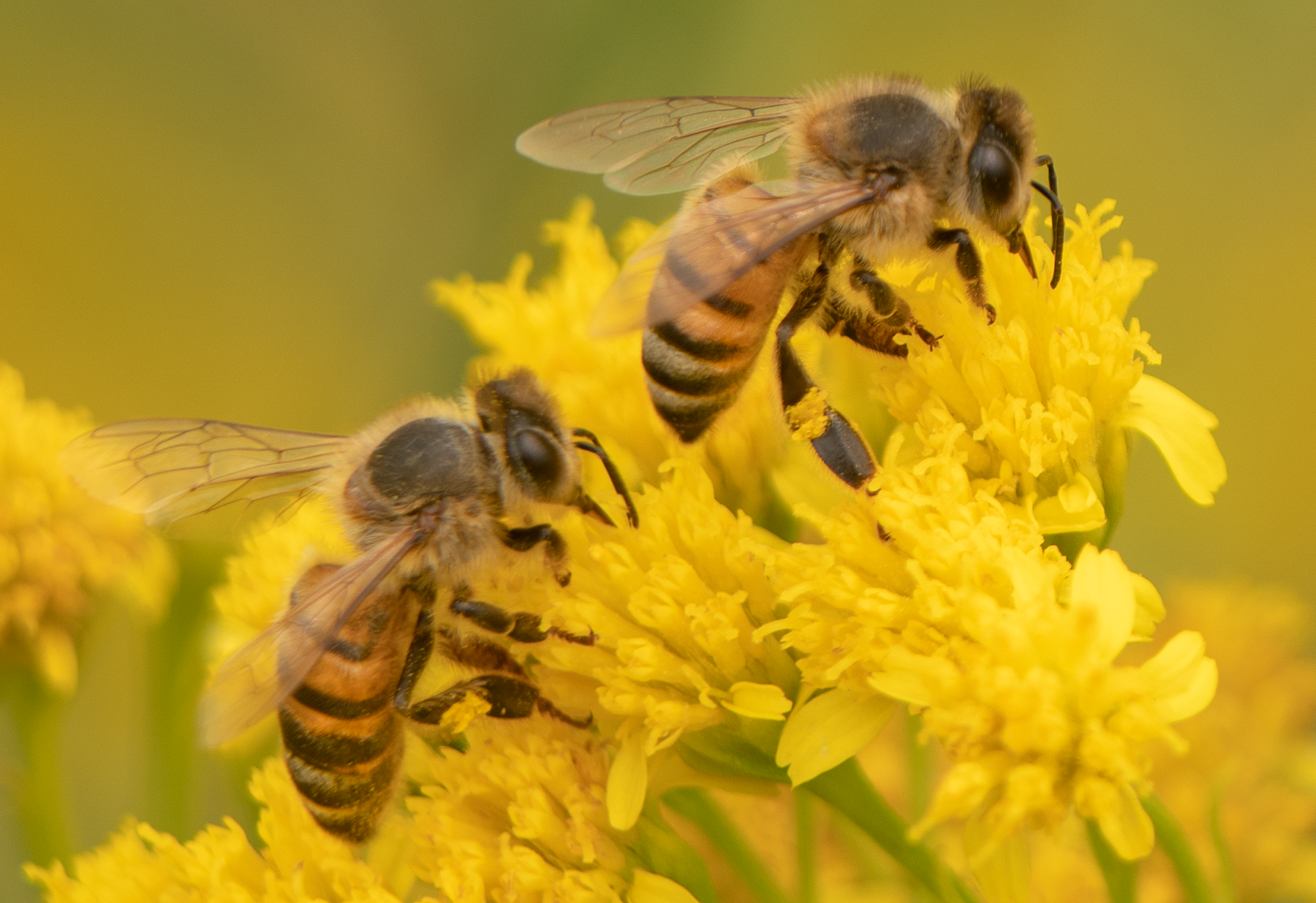 Honey Bees (Apis mellifera), Thimblehead SP-HB