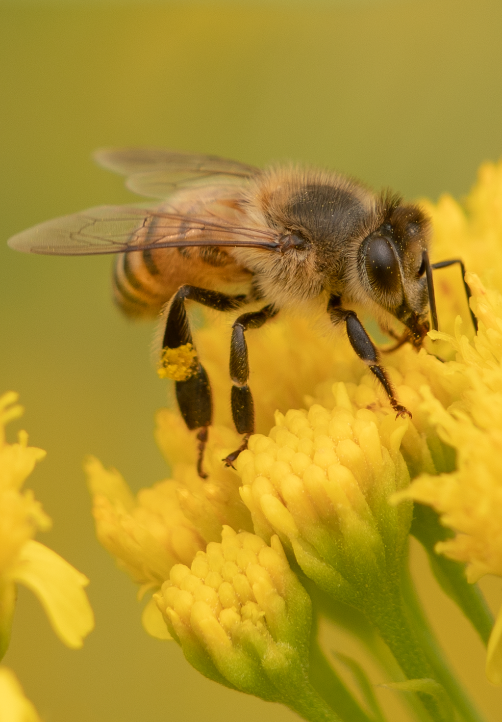 honey bee thimblehead flowers