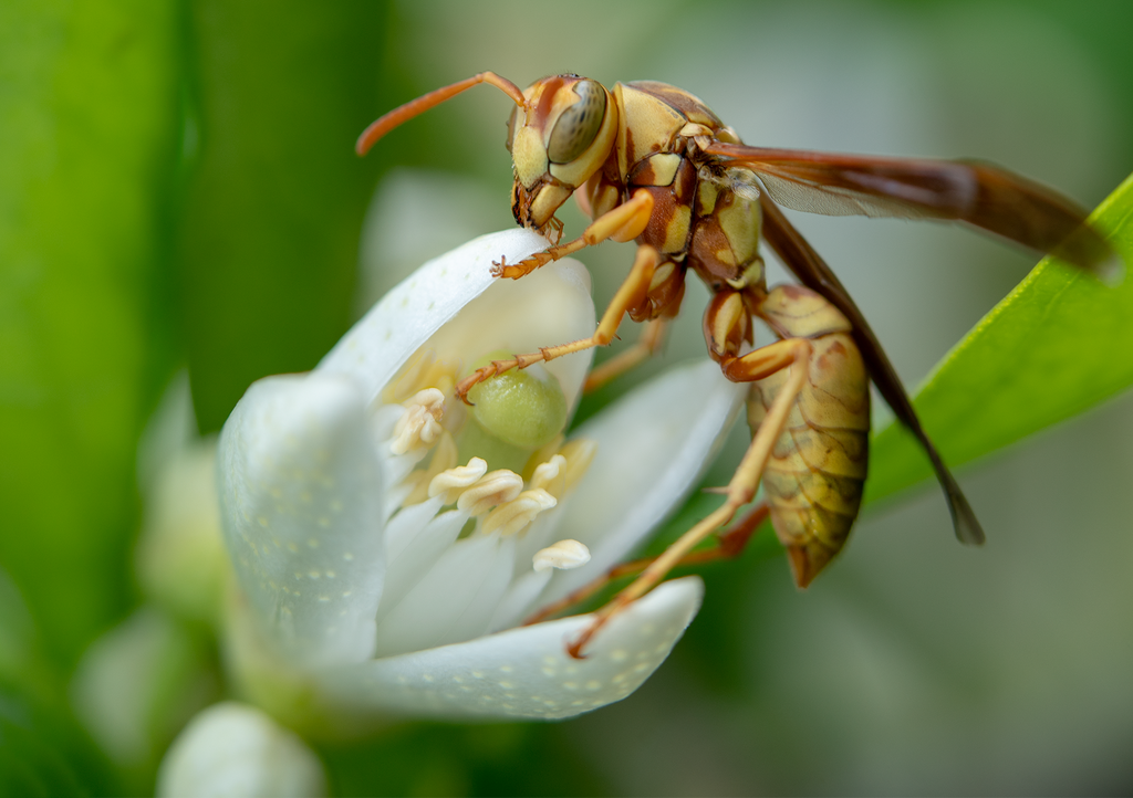 Golden Paper Wasp, Orange Blossom flower