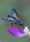 bee fly, black dalea flower, pollinator