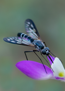 bee fly, black dalea flower pollinator