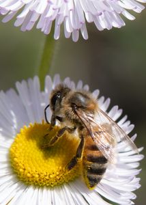 honey bee alkali marsh aster flower