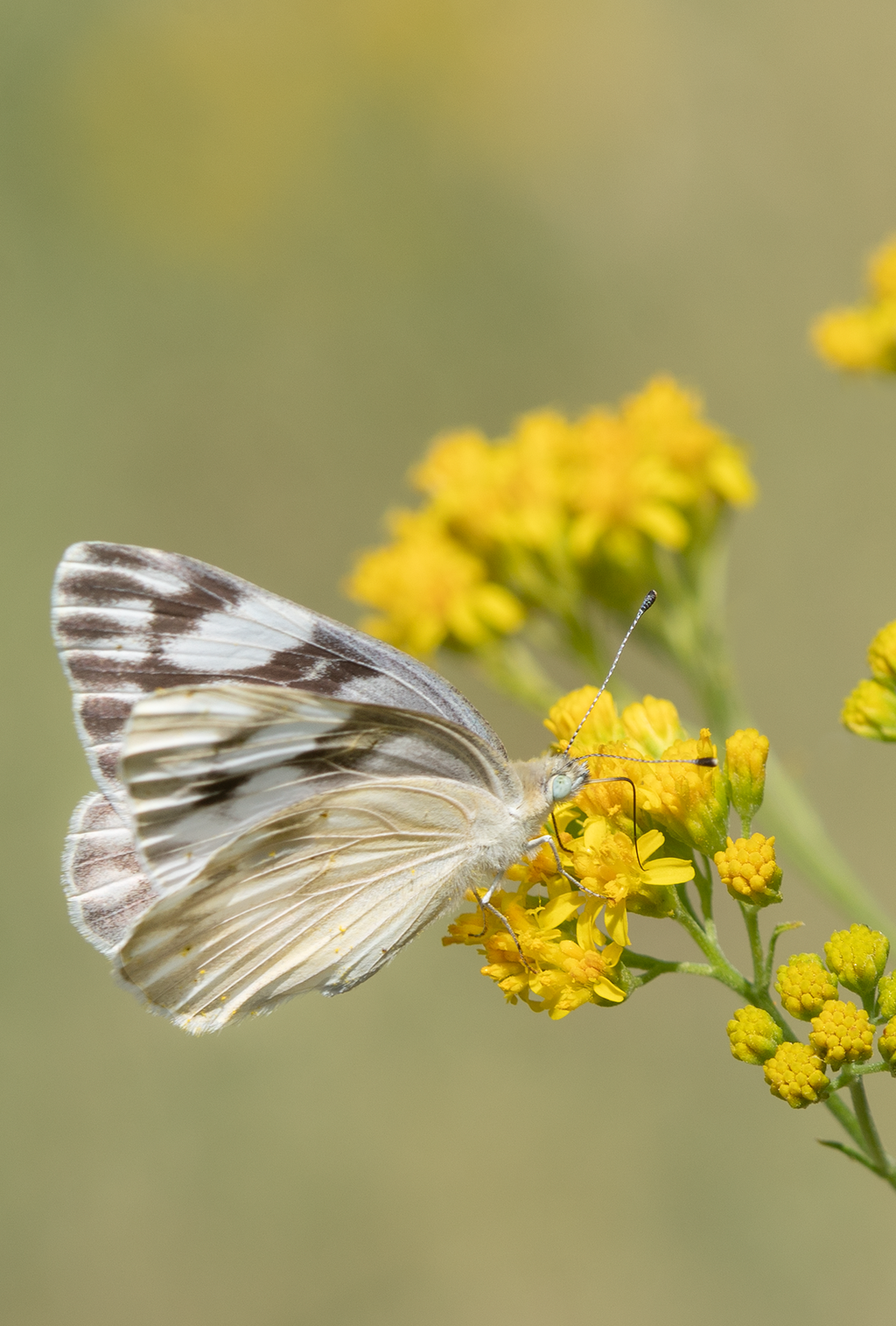 Checkered White, Thimblehead SP-B