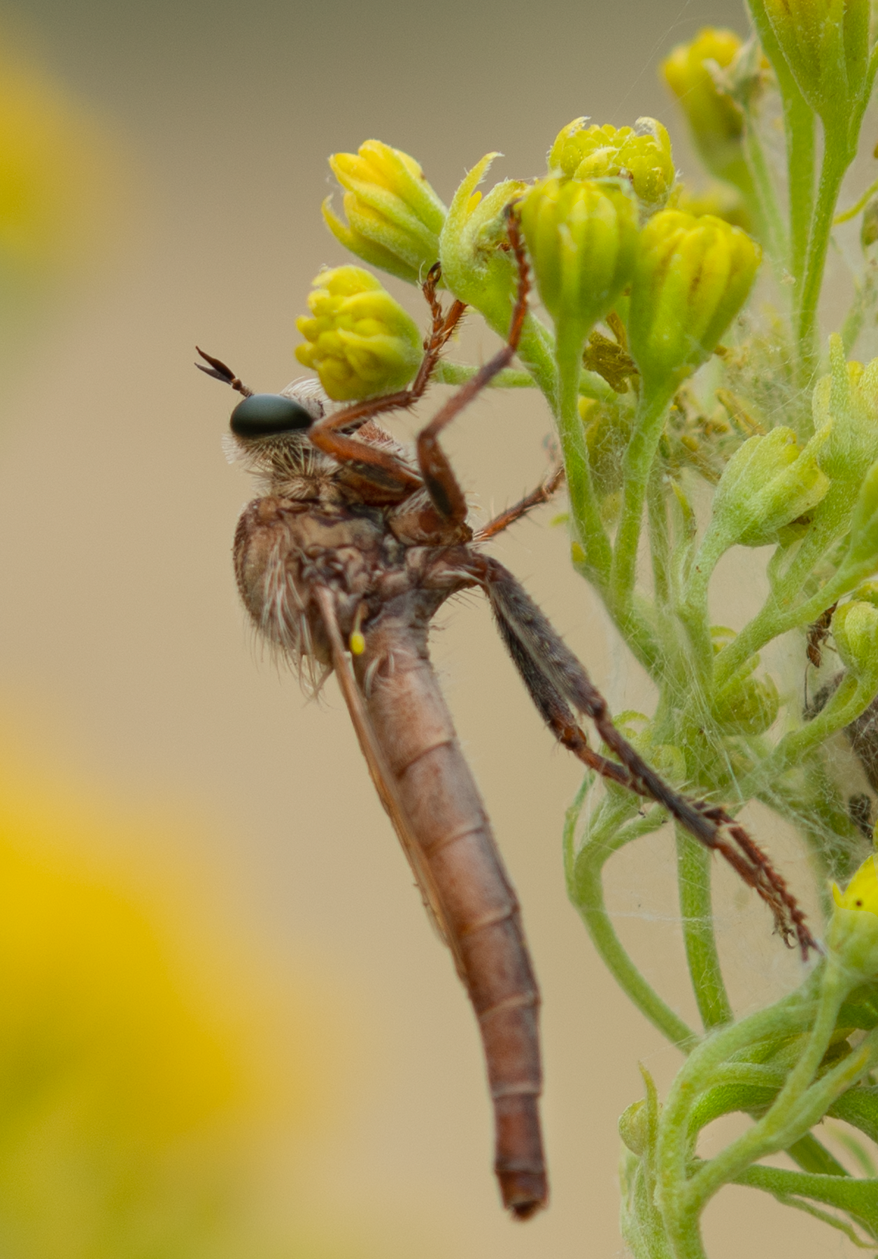 Robber Fly, Thimblehead SP-F