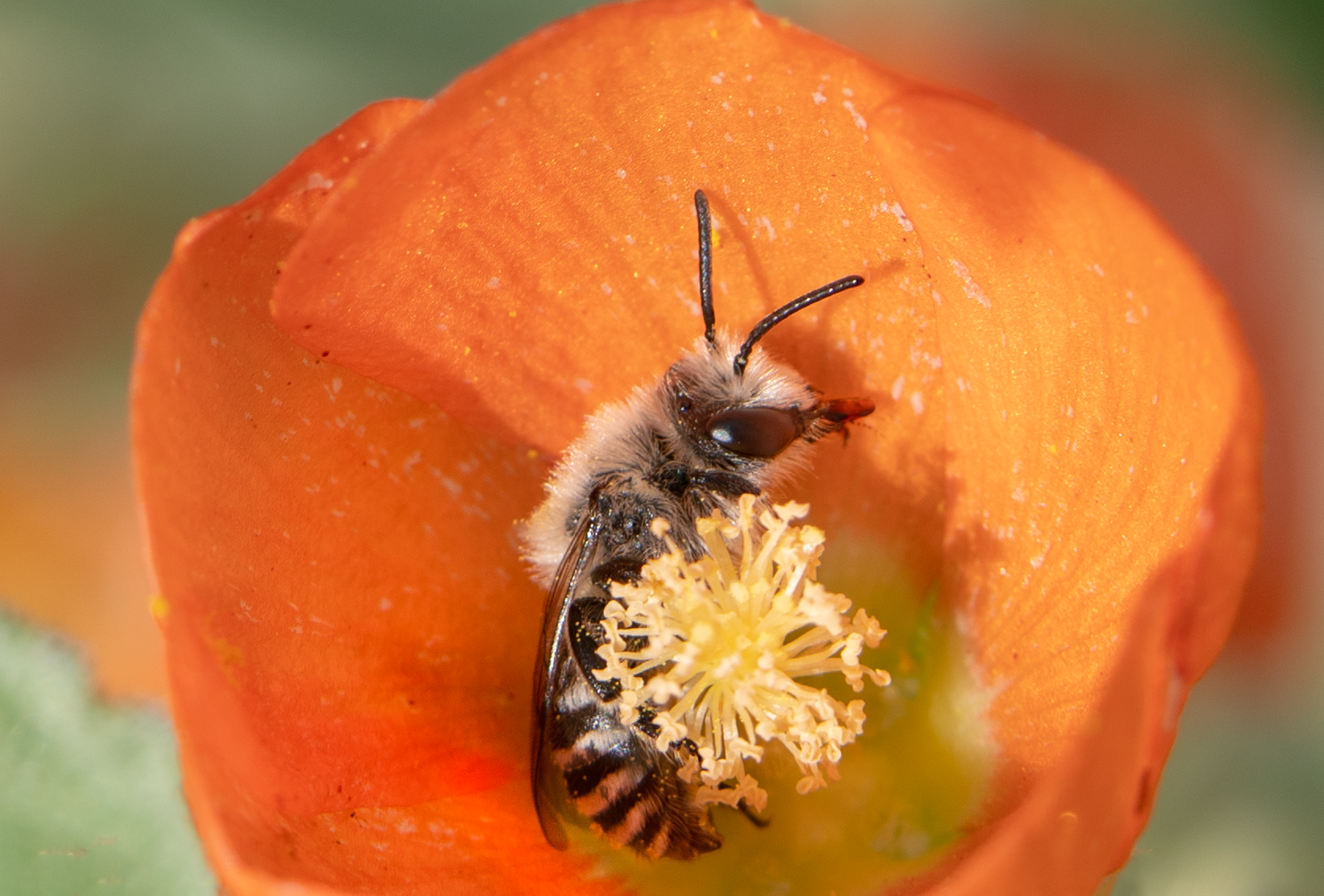 polyester bee cellophane bee globe mallow flower