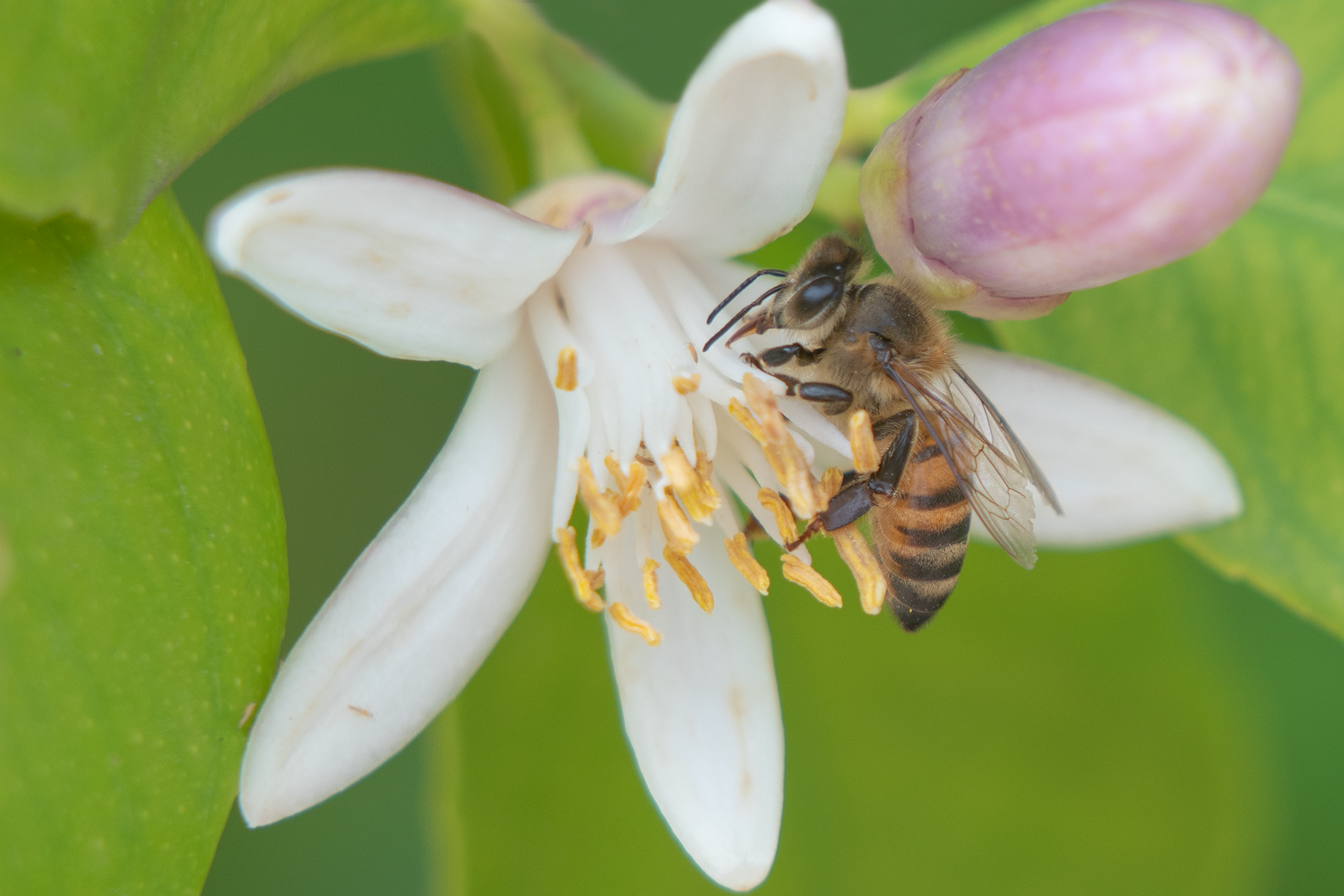 Honey Bee, Orange Blossom SP-HB